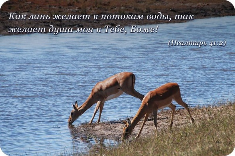 Кантата "Как лань желает к потокам воды, так желает душа моя к Тебе, Боже!" Кантата "Как лань желает к потокам воды, так желает душа моя к Тебе, Боже!"