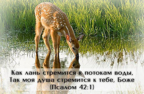 «Как лань желает к потокам воды» 