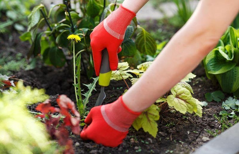 Прополка (часть 3 из цикла «На дачу? С Богом!»)